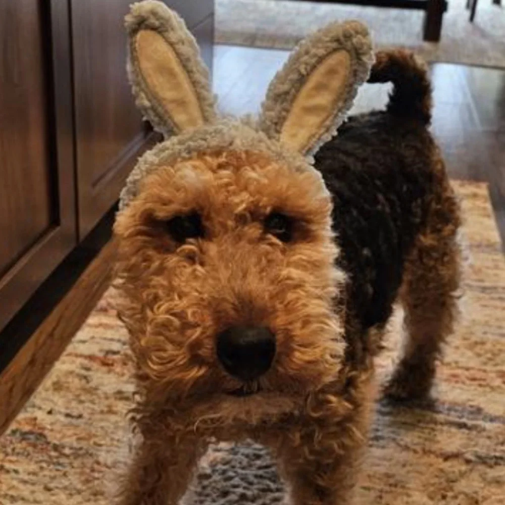 NWT Youly Dog Cat Bunny Rabbit Hat Costume